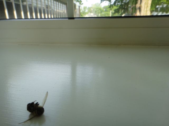 Yeah, just a dead bug near a window to the world