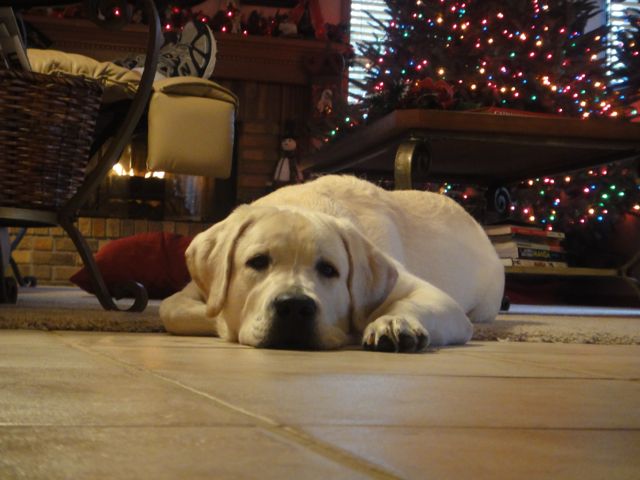 Cooper Only Wants One Thing For Christmas