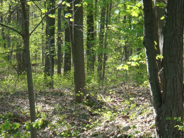 Solitude and nature help us listen to God's plans, especially when they are different from our own.