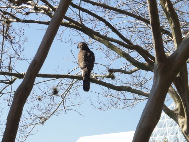 This one eats the ones that eat the seeds.