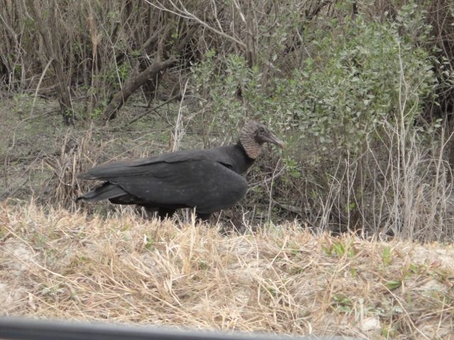 Gosh darn vultures. You know what, we need these beautiful creatures.