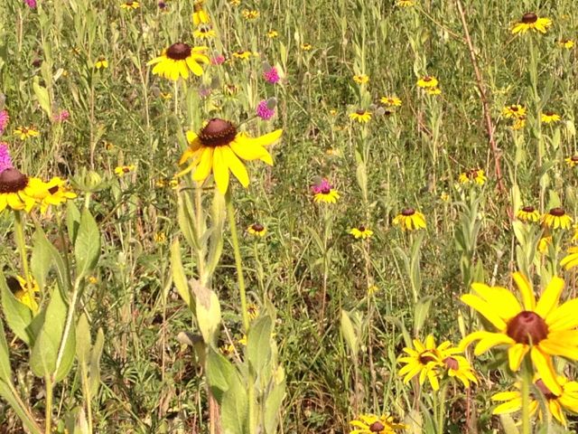 some things look so ordinary, it's difficult to see their overwhelming beauty black eyed susans