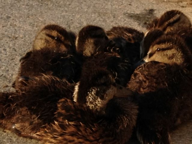 birds of a feather...tend to flock together... birds of a feather