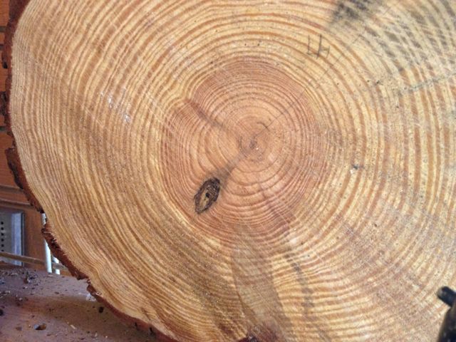 tree circles