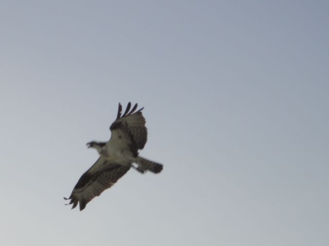 Florida Osprey 