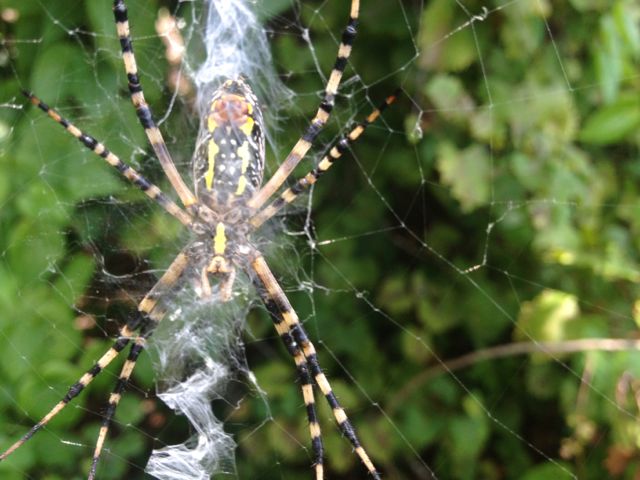 garden spider