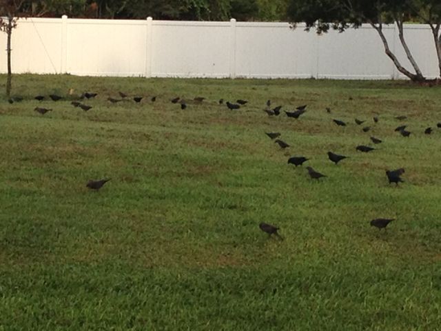 birds do not store away food... they have faith there will be food tomorrow blind faith