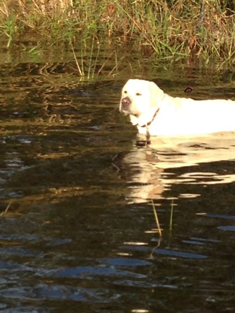 photo of yellow Lab in Lake