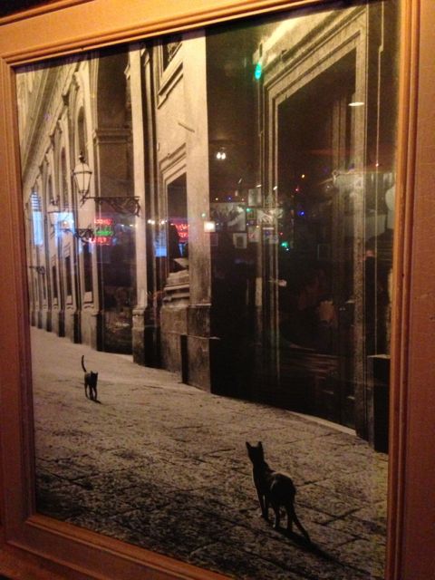 Two cats approaching each other on empty city street