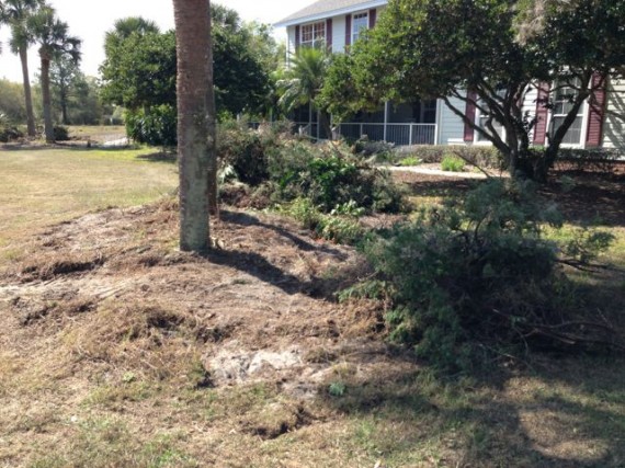 Decades old plant beds being torn out