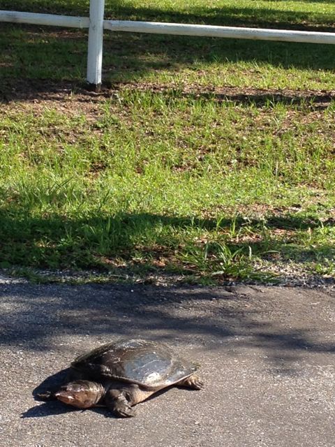 Turtle crossing the road