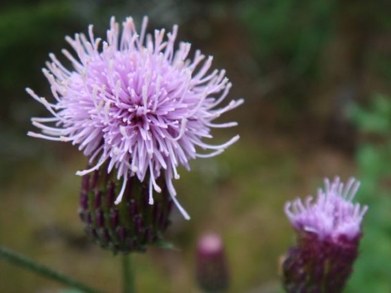 Finland wild flowers