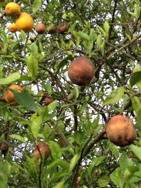 Oranges rotting on the tree (April 2013)