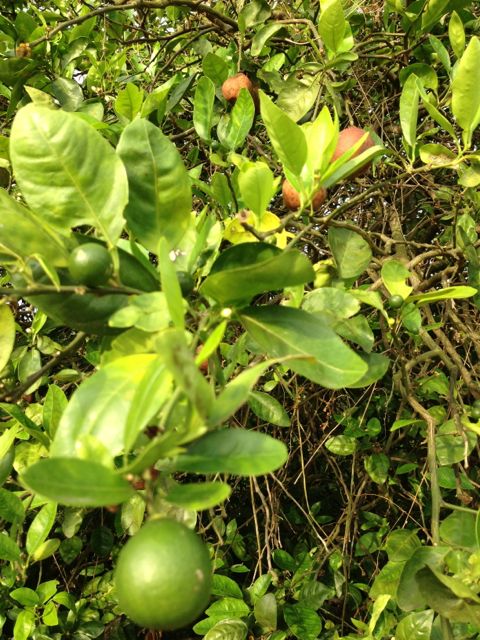 Rotten oranges in background behind new orange buds