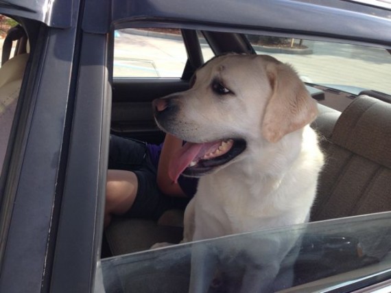 Dog panting in car backseat
