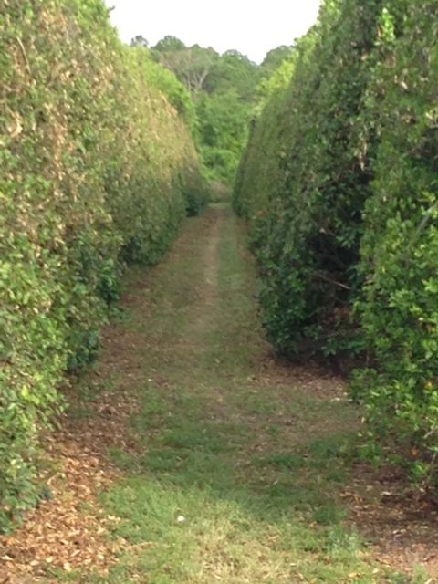Florida Orange Grove manicured for the season