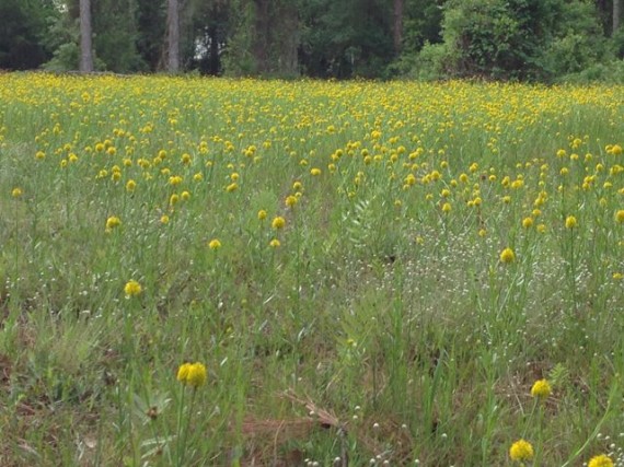 Florida field of wildflowers