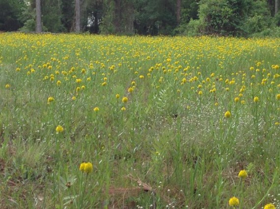 Florida field of wildflowers