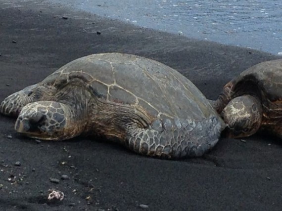 Green Sea Turtles resting on Hawaiian Black Sand Beach