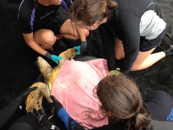 Biologists helping the Green Sea Turtles