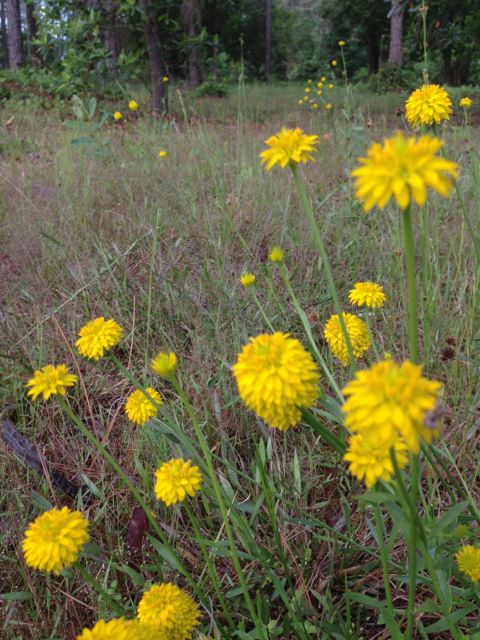 Yellow Florida wild flowers 