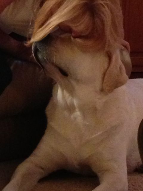 Pets become sorrowful too