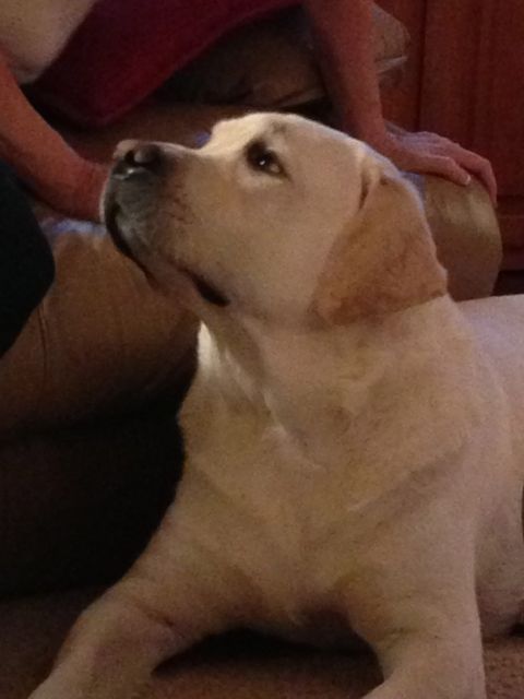 Lab looking lovingly at owner