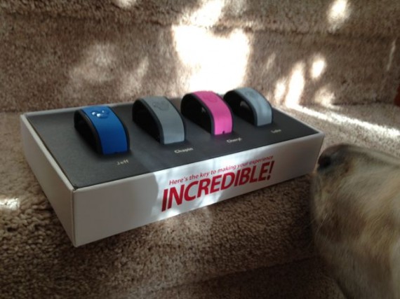 Dog sniffing Disney magic band box