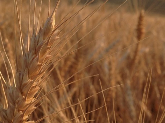 The Palouse is world famous for wheat production