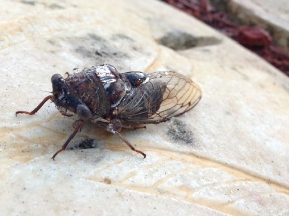 A bug's life closeup photo
