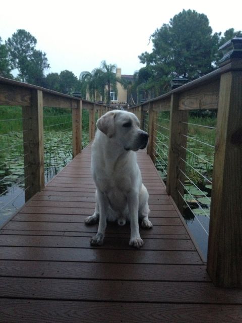 White Lab on Orlando lake front dock