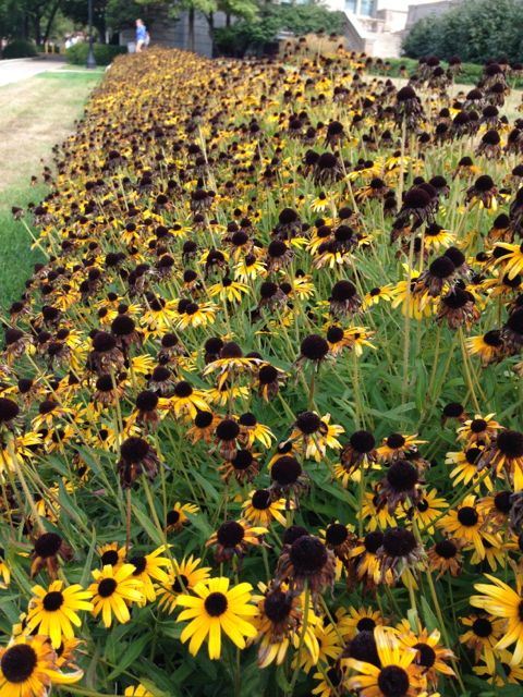 Large patch of black-eyed susans