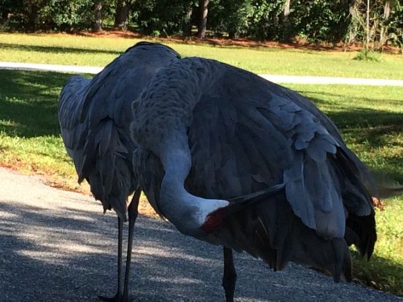 Sand Hill Crane preening 