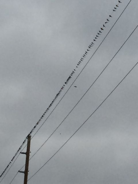 Birds on a wire