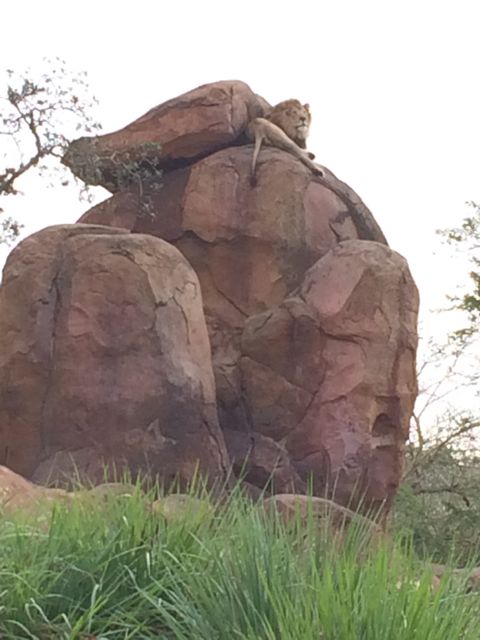 The Lion King