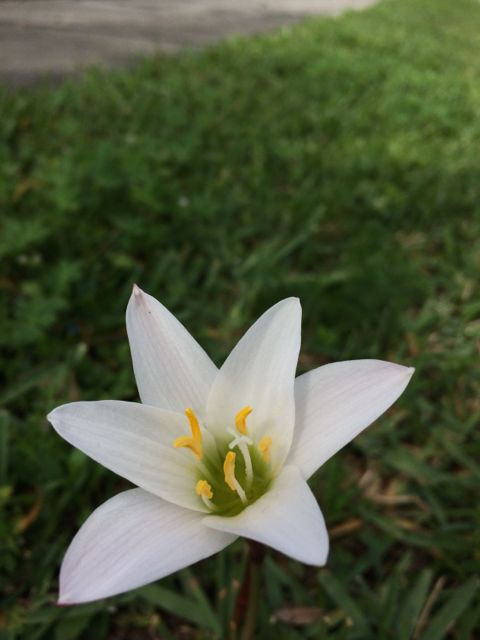 Rare Florida wildflower