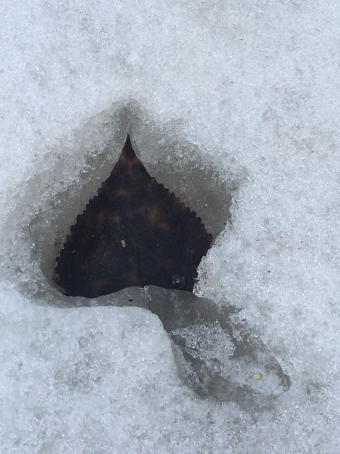 Leaf in melting snow