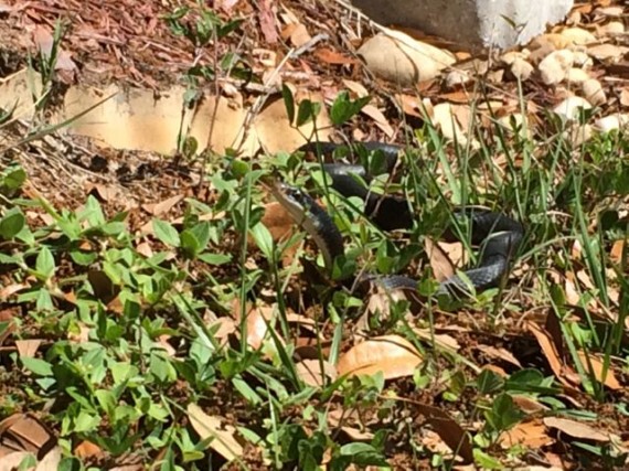 Black snake in the Florida grass