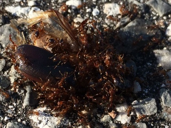 Ants devouring larger insect
