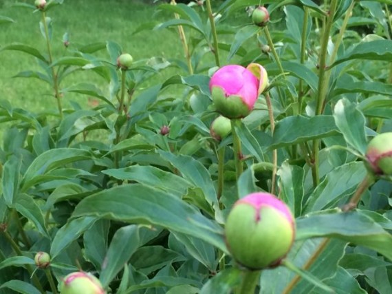 Iowa flower buds in late May