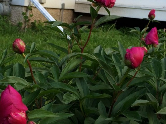 Iowa flower buds in late May