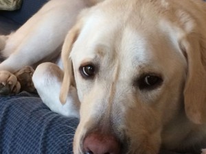 Beautiful white Lab relaxing on vacation