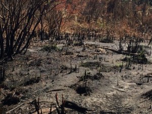 Prescribed burn at Ding Darling Preserve Bailey Tract