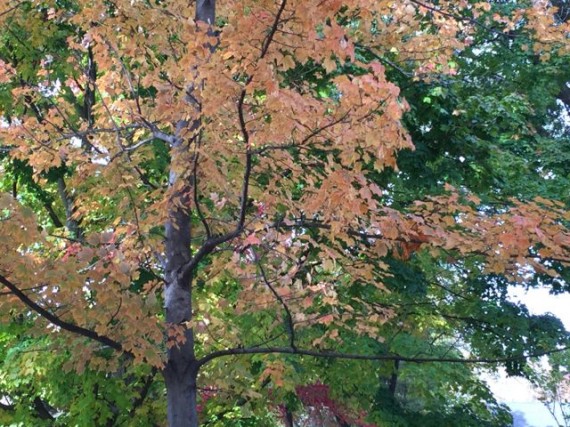 Fall colors