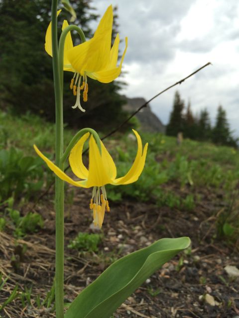 Montana wildflowers at Logan Pass