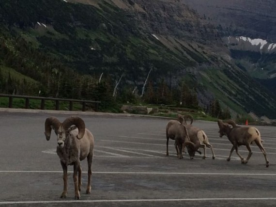 Logan Pass parking lot at dusk with four Big Hirn Sheep
