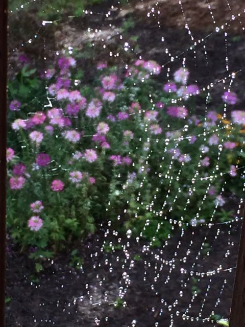 spider web