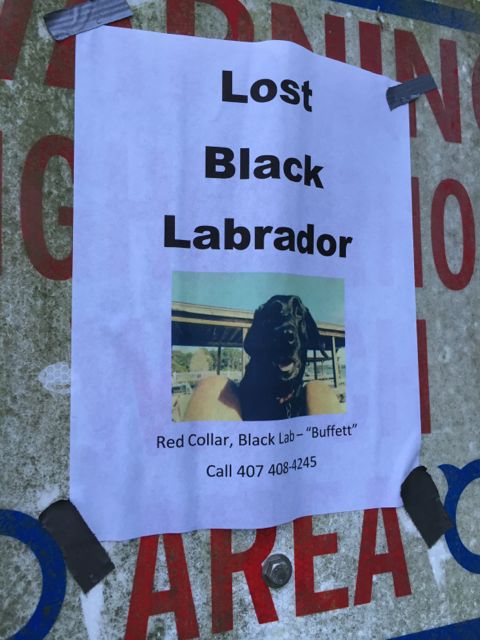 Lost dog sign