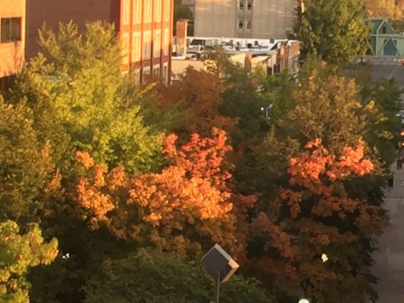 Fall foliage
