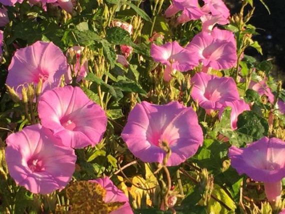 Morning Glory flowers